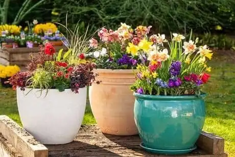 تصميم أحواض زهور