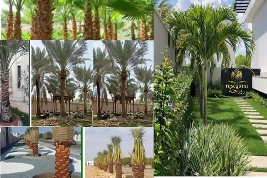 تكريب وتنظيف نخيل بالرياض